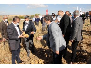 Yozgat’ta yerli patates hasadı yapıldı