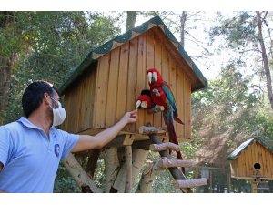 Hayvanat Bahçesi’nin yeni üyeleri Ara Papağanlar için özel yaşam alanı yapıldı