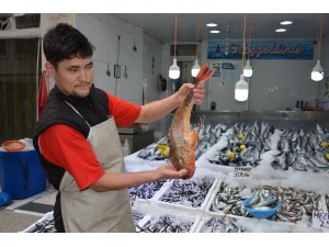 Sinop’ta 2 kiloluk kırlangıç balığı yakalandı
