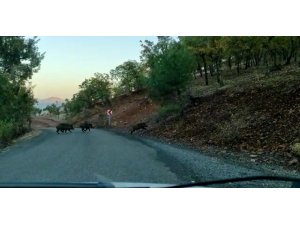 Yoldan geçen domuz sürüsü görüntülendi