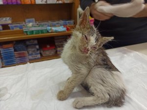 Sokakta bulunan yaralı kedi hayata tutundu