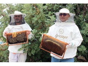 Mersin’de arıların organik bal mesaisi