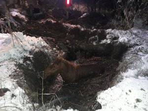 Yüksekova’da çamura saplanan at kurtarıldı