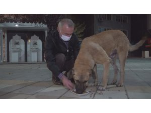 Belediye başkanı kısıtlamada aç kalan köpekleri elleriyle besledi