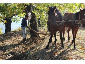 Traktör ağaç köklerine zarar verince atlar yeniden sabana koşuldu