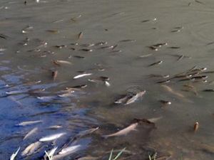 Kanaldaki balık ölümleri mahalle halkını tedirgin etti