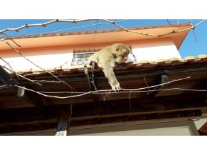 İzmir’de başı boş gezen maymun görenleri şaşırttı