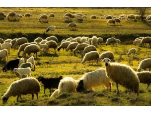 Emirdağlı üreticilere 100 küçükbaş hayvan desteği