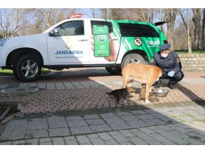 Jandarma sokak hayvanlarını besledi