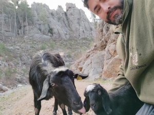 Antalya’da kayıp keçi ve yavrusu bulundu