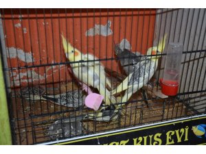 Pandemi Sinop’ta kuş satışlarını arttırdı