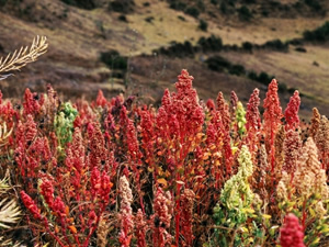 Kinoa'nın faydaları