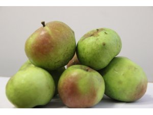 Yomra elması tescillendi