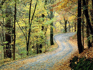 Porno videosu ile doğa korunacak!