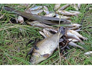 Köpüren ve kötü kokan derede binlerce balık telef oldu, martılar ölü balıklara üşüştü