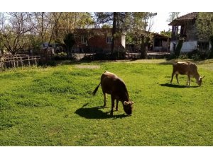 Samsun’da hırsızlar merada otlayan inekleri çaldı