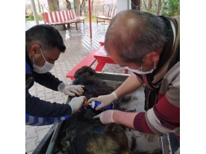 Yaralı köpek tedavi edilerek koruma altına alındı