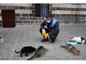 Diyarbakır’da sokak hayvanları için belirli noktalara mama bırakıldı