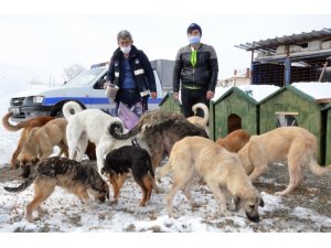 Belediye, karda sokak hayvanlarını unutmadı
