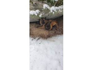 Kurt köpeği yavruları donmaktan son anda kurtarıldı