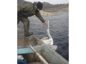 Demirköprü Barajı’nda balık ağına takılan pelikan kurtarıldı