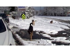 Sarıyer’de kar yağışında köpekler açlığa terk edildi