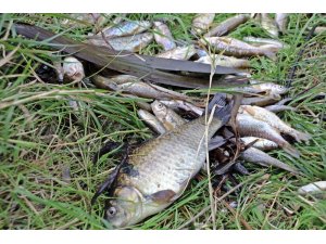 Antalya’da balık ölümleriyle ilgili 10 işletme kapatıldı