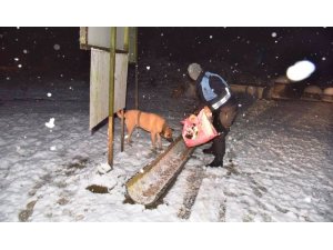 Kartepe Belediyesi sokak hayvanları için tüm önlemleri aldı