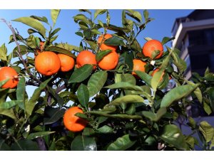 Muratpaşa’nın turunçları evlerde reçel oluyor