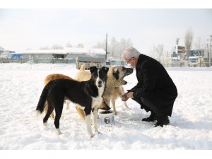 Soğuk havalarda sokak hayvanlarına Nilüfer Belediyesi sahip çıkıyor