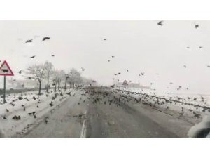 Diyarbakır’da aç kalan kuş sürüleri yollara indi