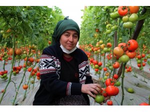 Antalyalı domates üreticilerinden aracı tepkisi