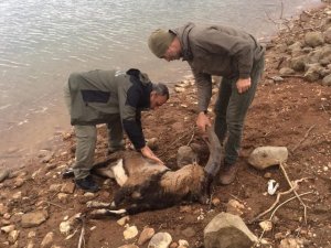 Siirt’te nesli tükenmekte olan dağ keçisi yükselen baraj suyunda telef oldu