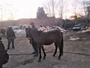 Atları kesenlere operasyon