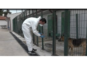 Sokak Hayvanları Tedavi ve Rehabilitasyon Merkezi hizmet vermeye devam ediyor