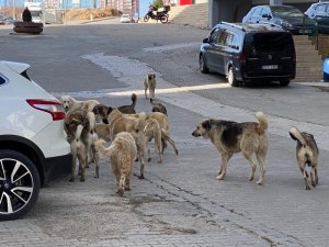 Mardin’de sokak köpekleri çocuklara saldırdı