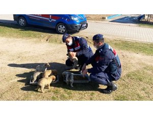 Jandarma sokak hayvanlarını elleriyle besledi
