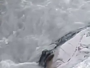 Şırnak’ta, nesli tükenme tehlikesi altında bulunan su samurları görüntülendi