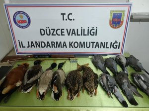 Düzce’de avladığı 13 kuşla yakalanan şahsa 13 bin TL ceza