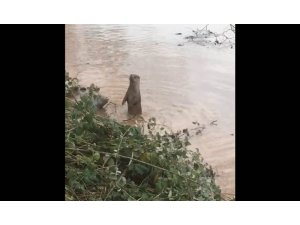 Bartın Irmağı’nda su samuru görüldü