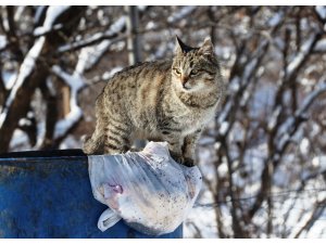 Aç kalan kediler çöp konteynerlerine dadandı