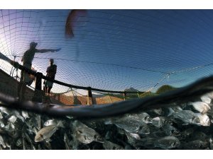 Egeli balıkçılardan ihracat başarısı