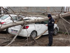 Samsun’da şiddetli rüzgarda kırılan ağaç otomobilin üzerine düştü
