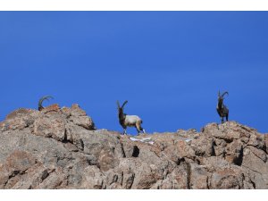 Avcılardan korudukları yaban keçilerinin sayısı 500’ü buldu