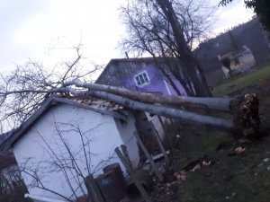 Fırtınanın devirdiği ağaç, ahırın üzerine düştü