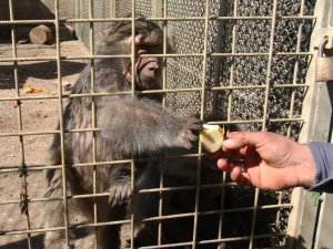 Antalya Hayvanat Bahçesi kapılarını ziyarete açıyor