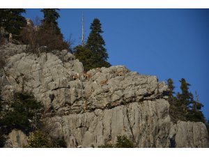 Toroslar’ın dağ keçileri sarp kayalıklarda görüntülendi