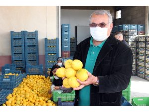 Mersin’de limon hasadı tamamlandı