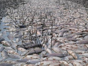 Toplu balık ölümü endişe yaratıyor