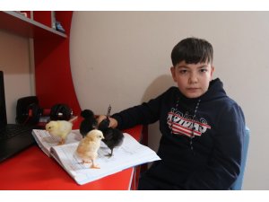 11 yaşındaki Yusuf kendi yaptığı kuluçkayla civciv üretiyor